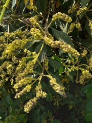 Varronia cylindrostachya