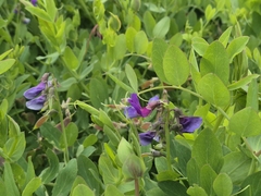(c) Syd Cannings, some rights reserved (CC BY) Lathyrus nevadensis, photograph (c) Syd Cannings, some rights reserved (CC BY)