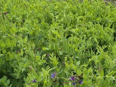 (c) Syd Cannings, some rights reserved (CC BY) Lathyrus nevadensis, photograph (c) Syd Cannings, some rights reserved (CC BY)