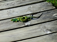 Timon lepidus ibericus