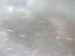 Sparganium hyperboreum