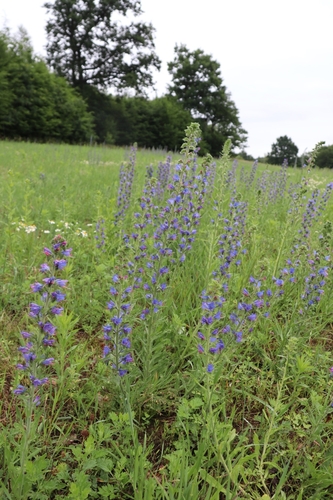 viper's-bugloss