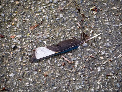 Eurasian Magpie