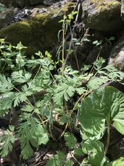 Dicentra cucullaria