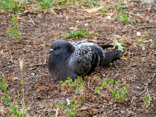Feral Pigeon