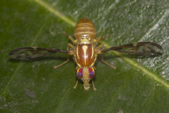 Anastrepha obliqua