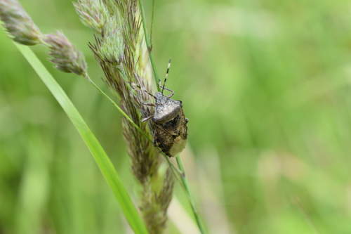 Mottled Stink Bug