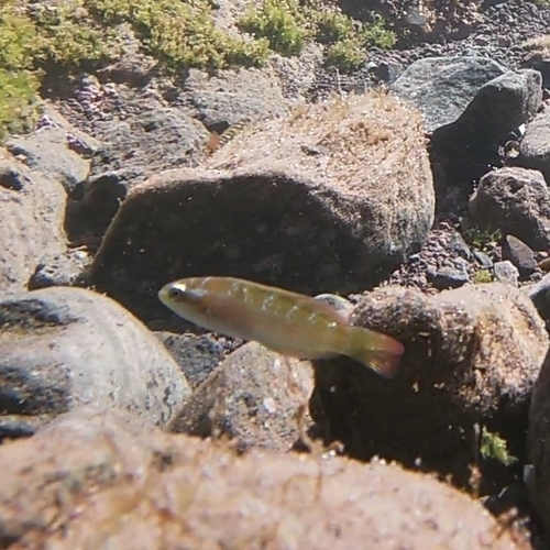 Chilean wrasse (Pseudolabrus gayi) — Labridae — 3