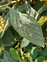 Varronia cylindrostachya