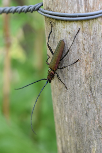 Musk beetle
