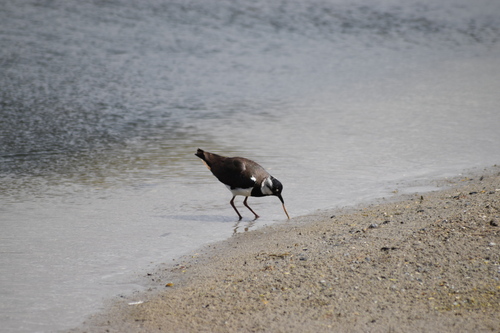 Northern Lapwing