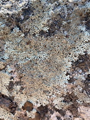 Arctoparmelia