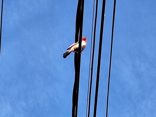 Red-cowled Cardinal