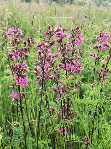 Sticky Catchfly
