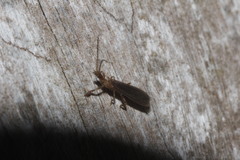 Oligotoma saundersii