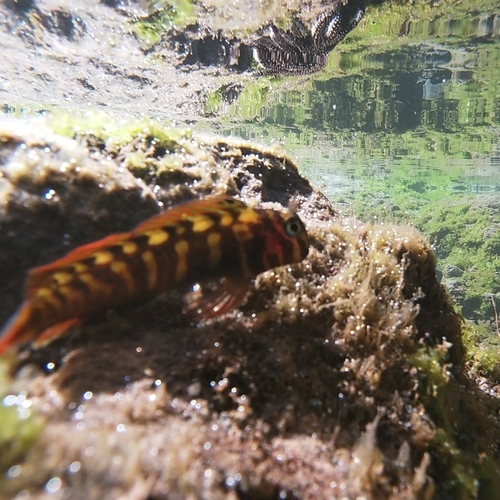 Scartichthys variolatus — Blenniidae — 4
