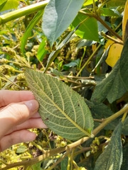 Varronia cylindrostachya