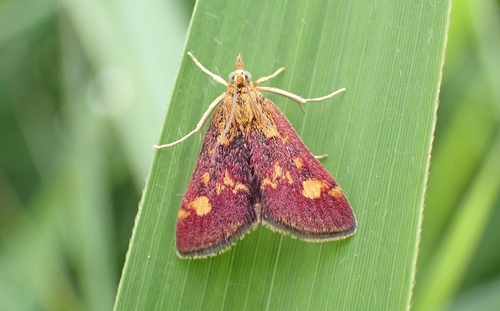 Mint Moth