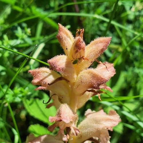 Orobanche caryophyllacea, photograph 6