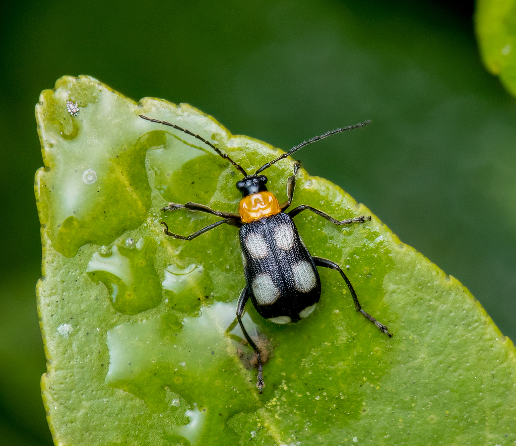 Hystiopsis maculata