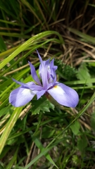 Moraea sisyrinchium