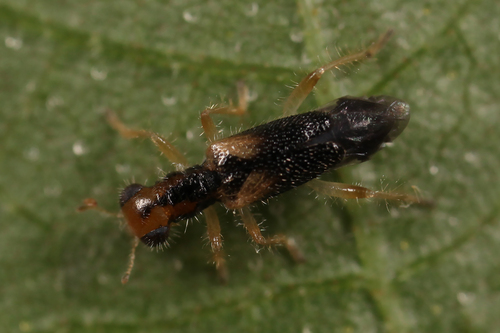 Phyllobaenus verticalis