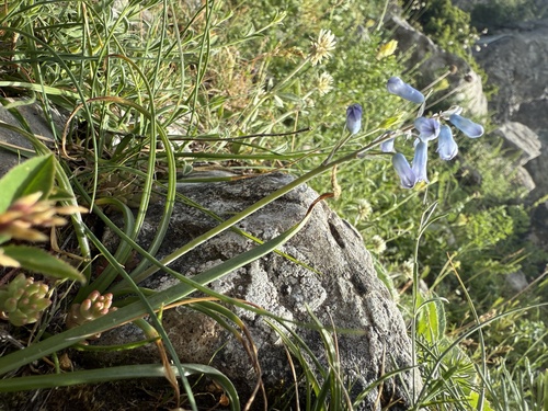 Brimeura amethystina