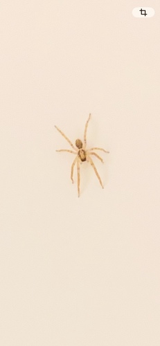 Buzzing Spider