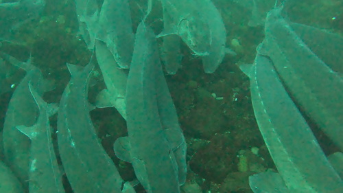 Lake sturgeon (Acipenser fulvescens) — Acipenseridae — 5
