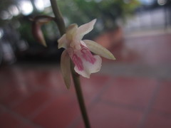 Eulophia maculata