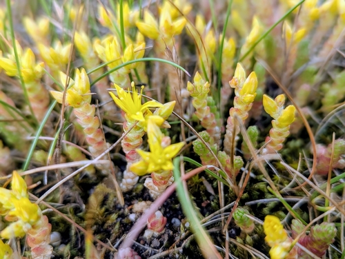 Biting Stonecrop