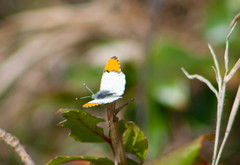 Anthocharis julia