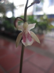Eulophia maculata