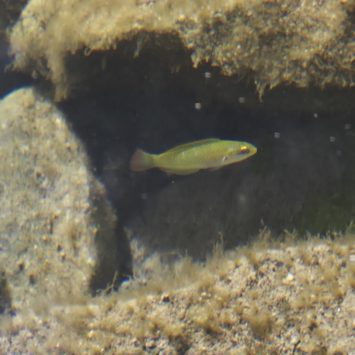 Chilean wrasse (Pseudolabrus gayi) — Labridae