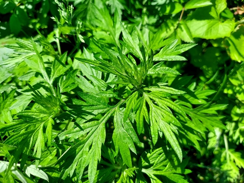 common mugwort