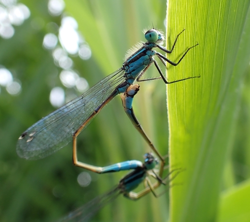 Blue-tailed Damselfly