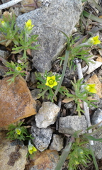 Ceratocephala testiculata