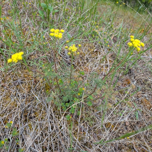 Lomatium utriculatum, photograph 5