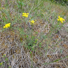 Lomatium utriculatum, photograph (c) John A Haskins, some rights reserved (CC BY)