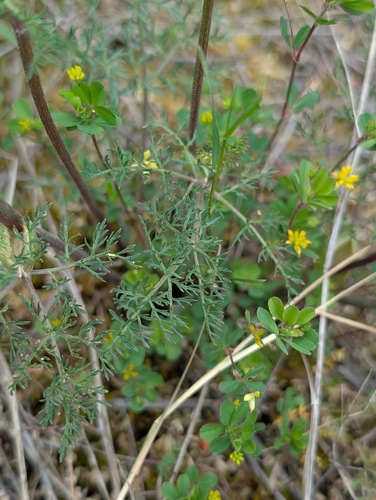 Lomatium utriculatum, photograph 6