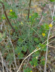 Lomatium utriculatum, photograph (c) John A Haskins, some rights reserved (CC BY)