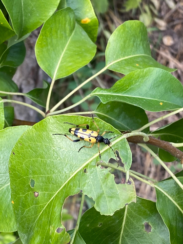 Spotted Longhorn Beetle