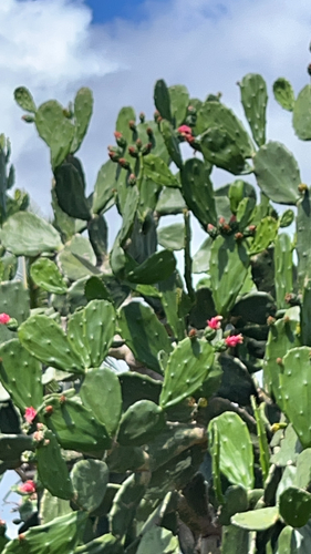 Opuntia cochenillifera observed 2026-06-10