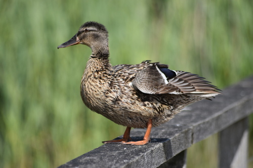 Mallard