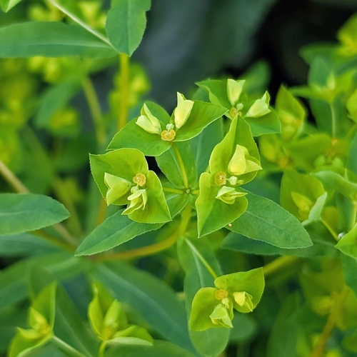 Reticulate-seeded Spurge