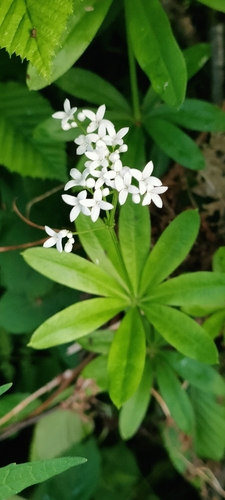 Sweet Woodruff