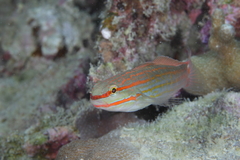 Amblygobius decussatus