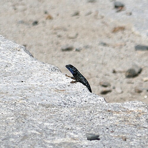iNaturalist observation photo of Western Fence Lizard