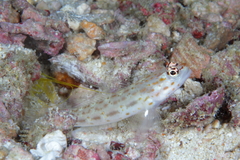Ctenogobiops pomastictus