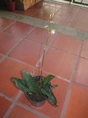 Eulophia maculata